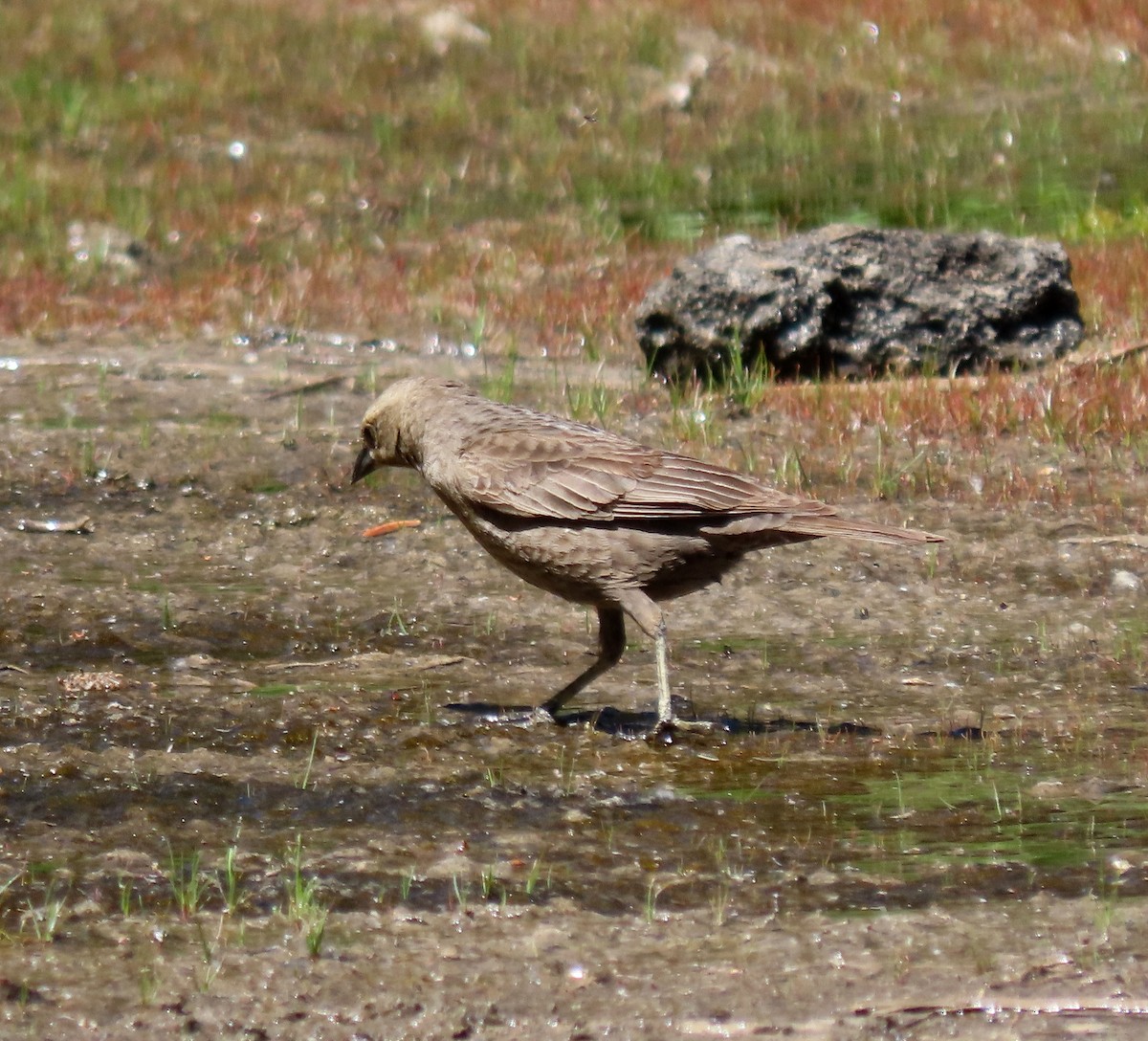 Brown-headed Cowbird - ML619744912