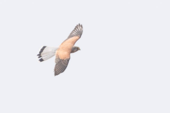 Eurasian Kestrel - ML619744918