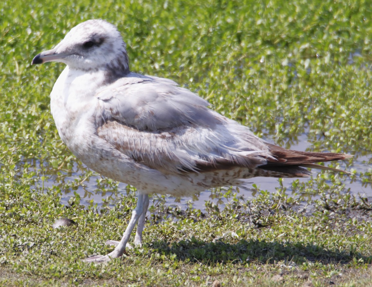 Gaviota Californiana - ML619744924