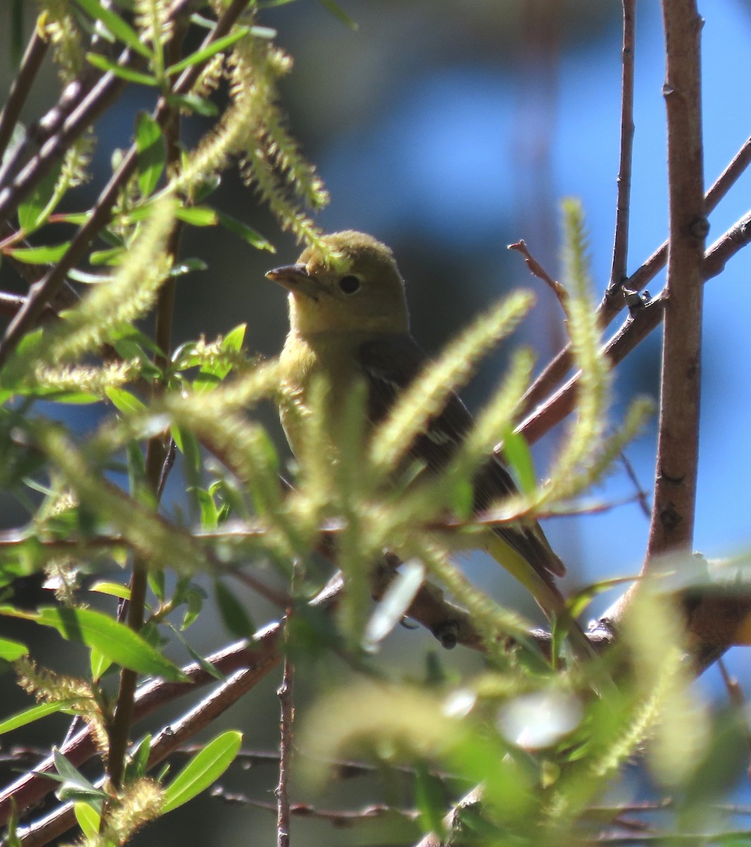 Western Tanager - ML619744926