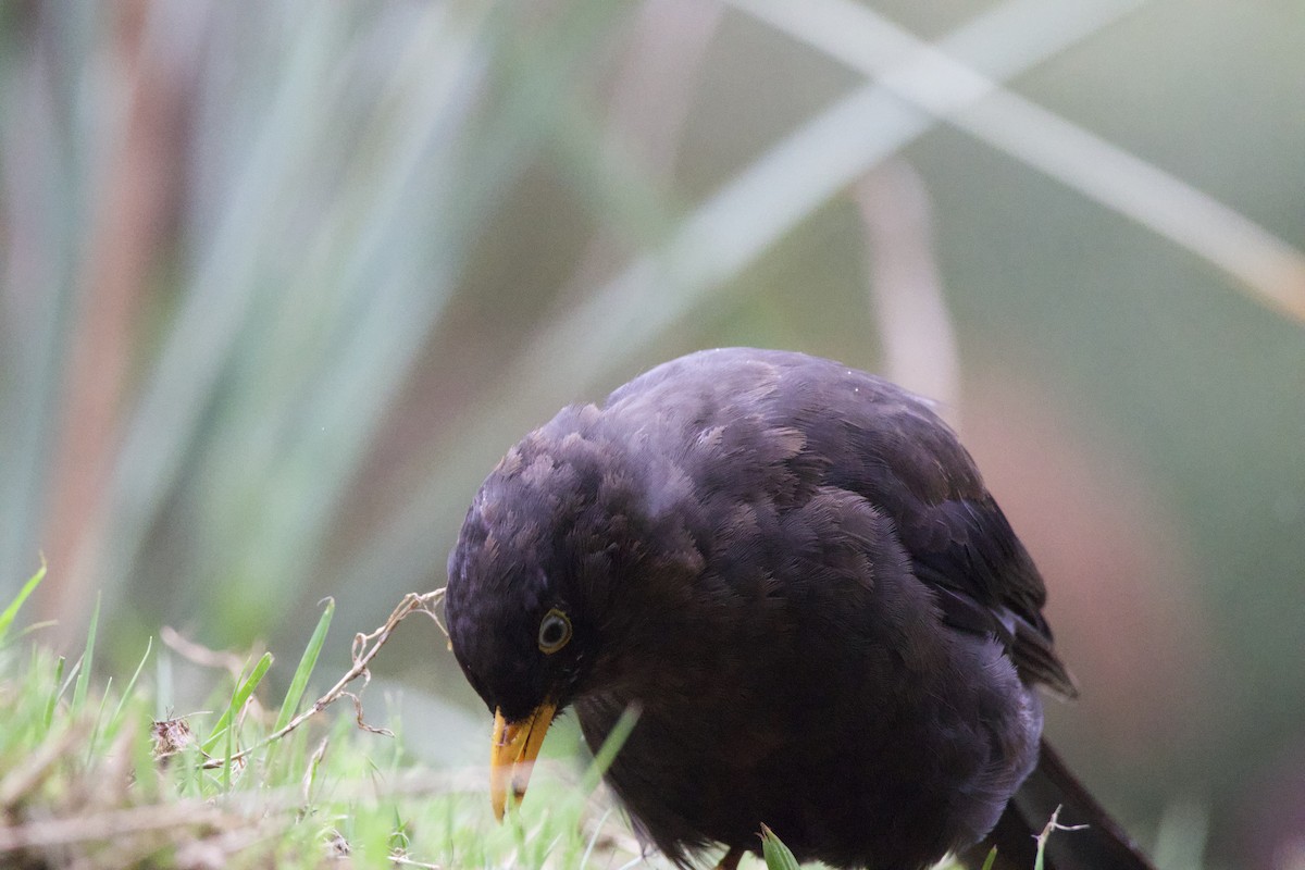 Sooty Thrush - ML619744930