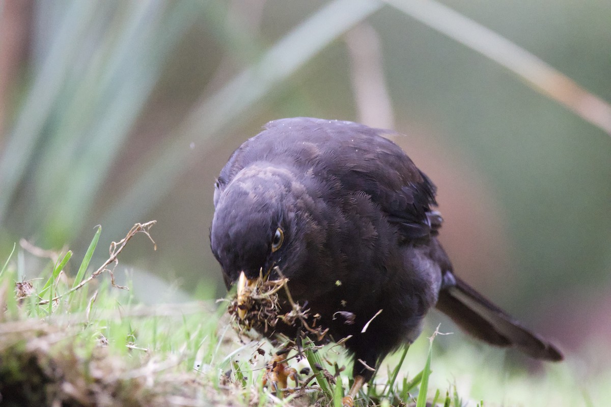 Sooty Thrush - ML619744931