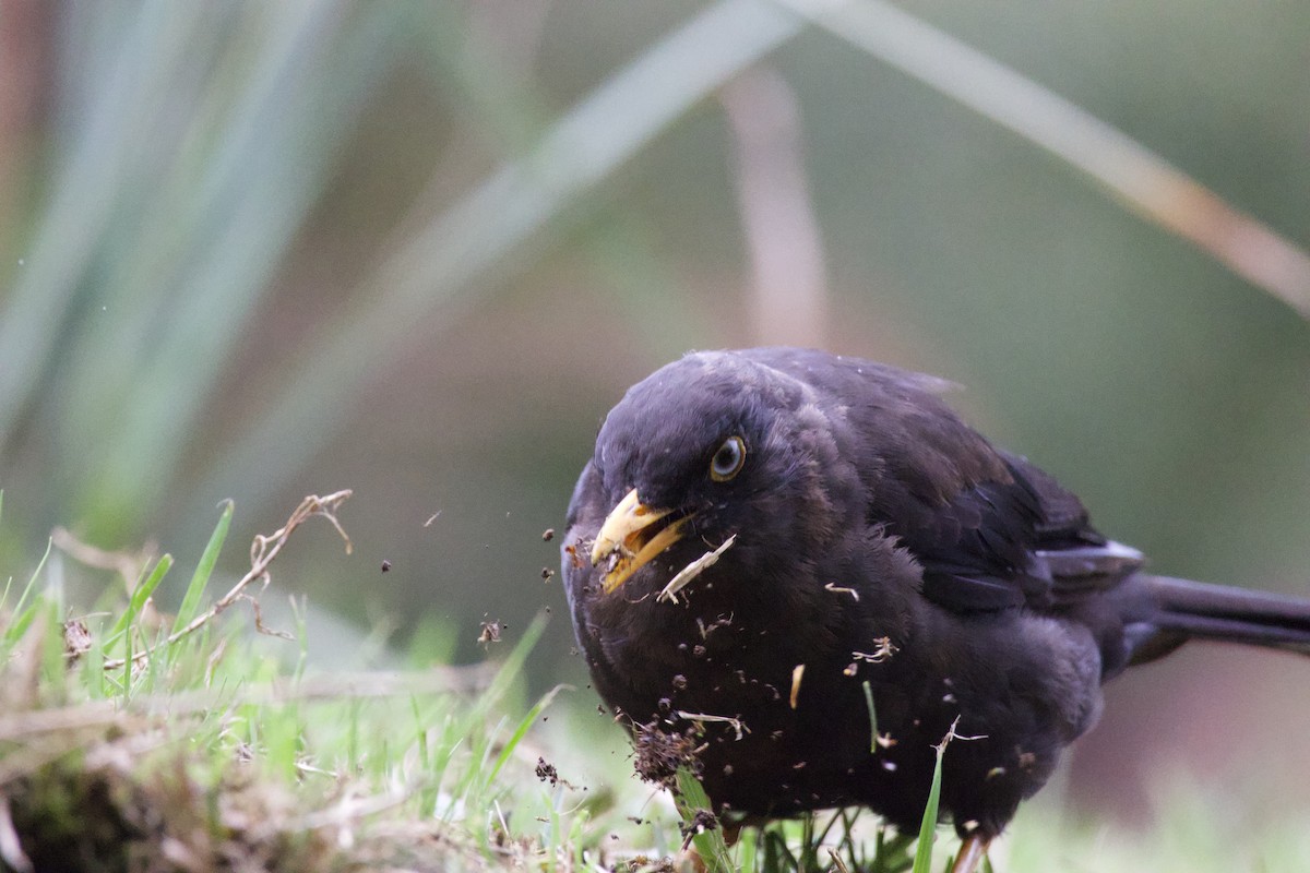 Sooty Thrush - ML619744933