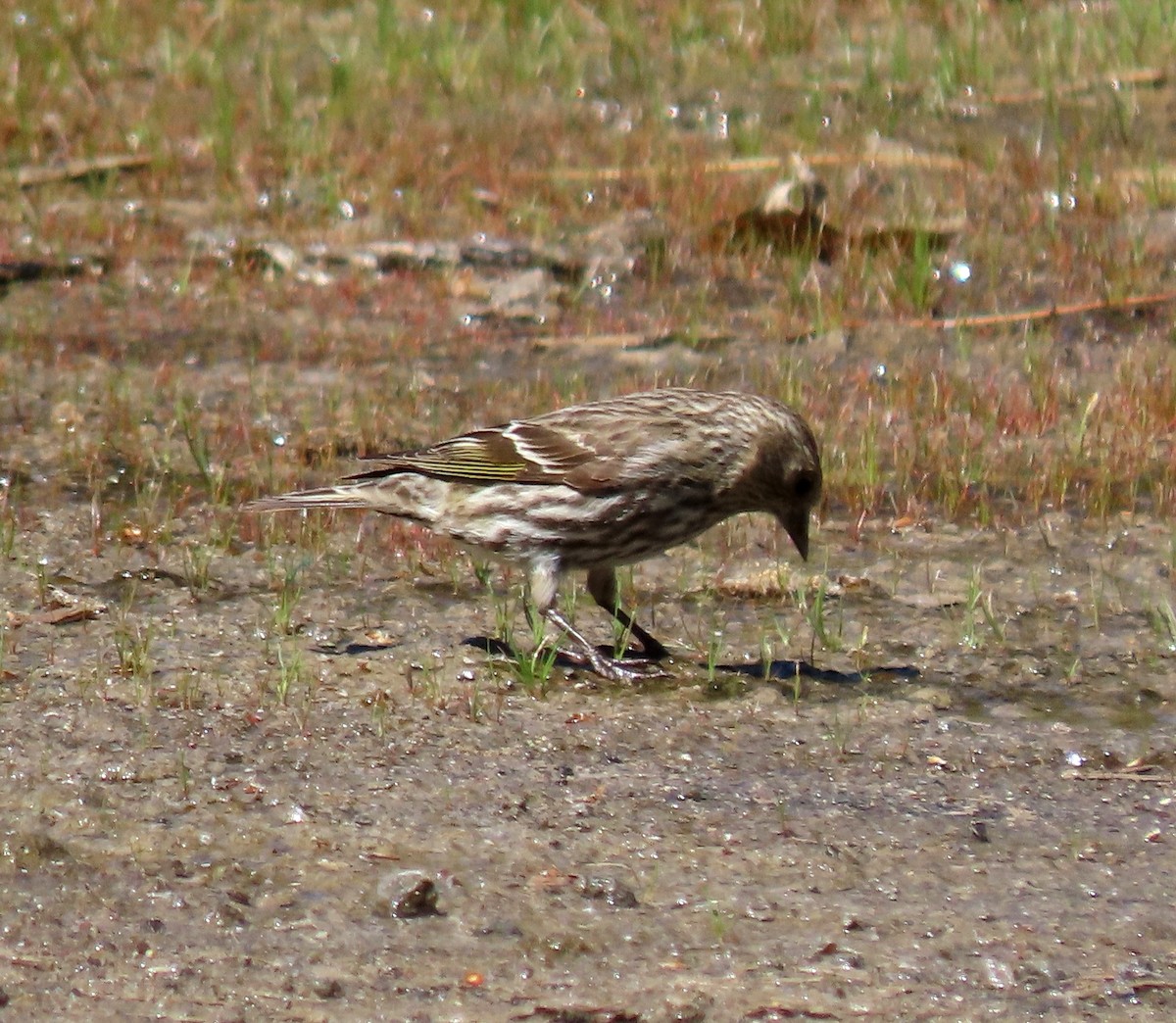 Pine Siskin - ML619744937