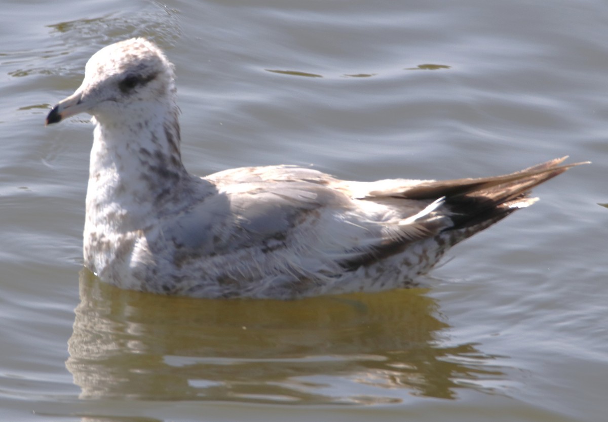 Gaviota Californiana - ML619744942