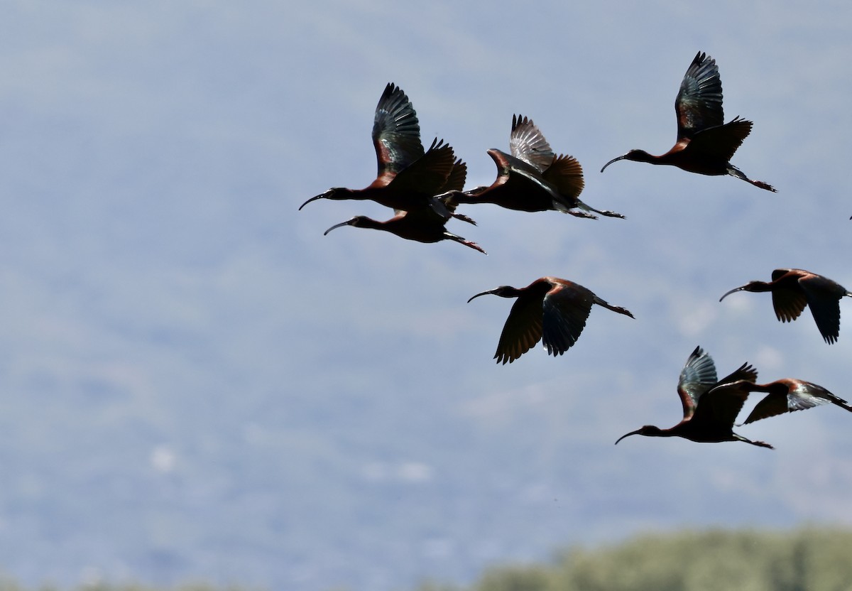 White-faced Ibis - ML619744956