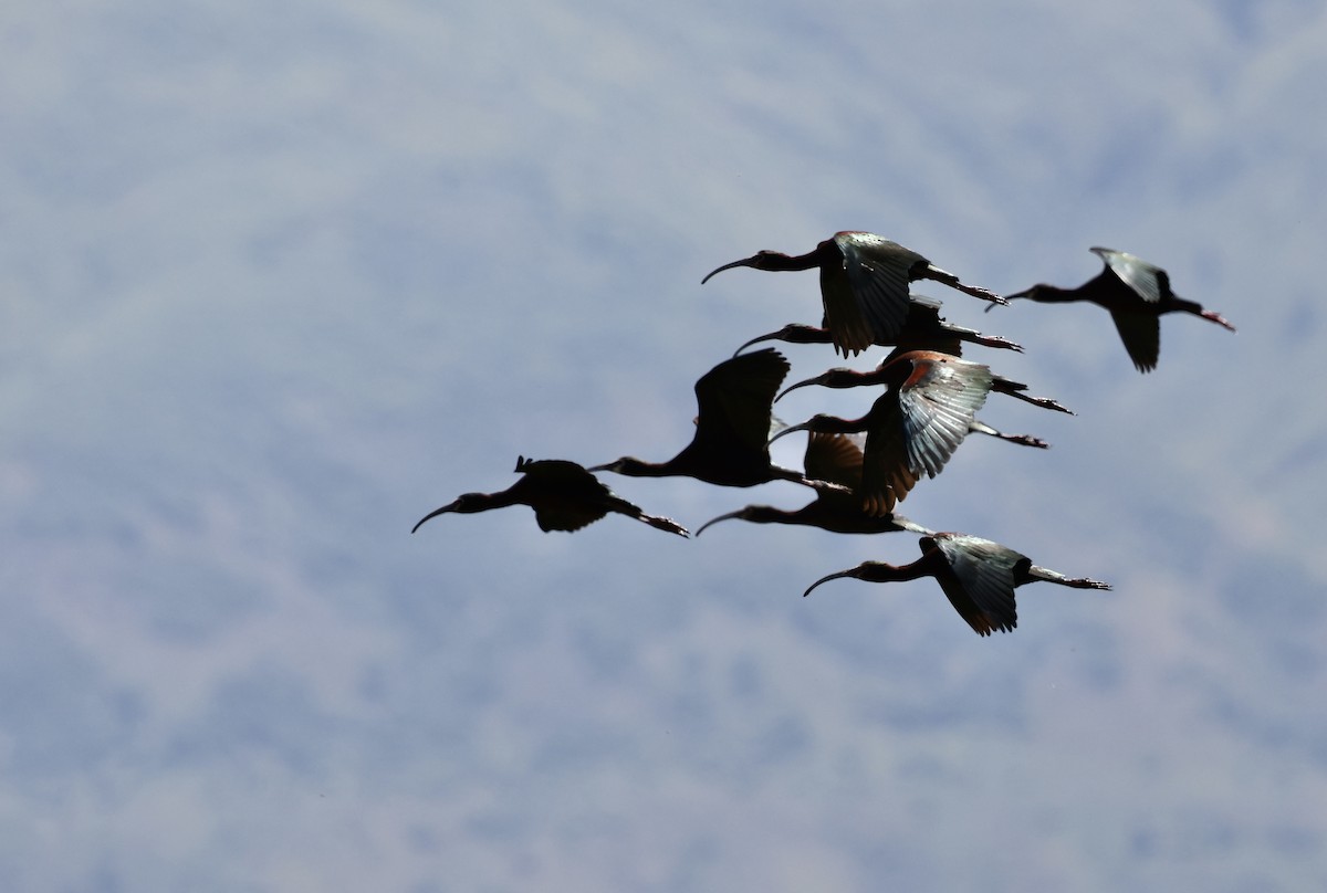 White-faced Ibis - ML619744957