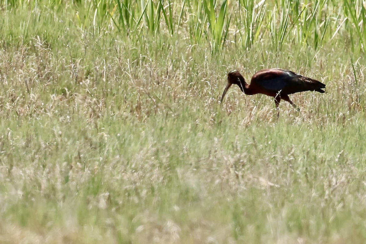 Ibis à face blanche - ML619744963