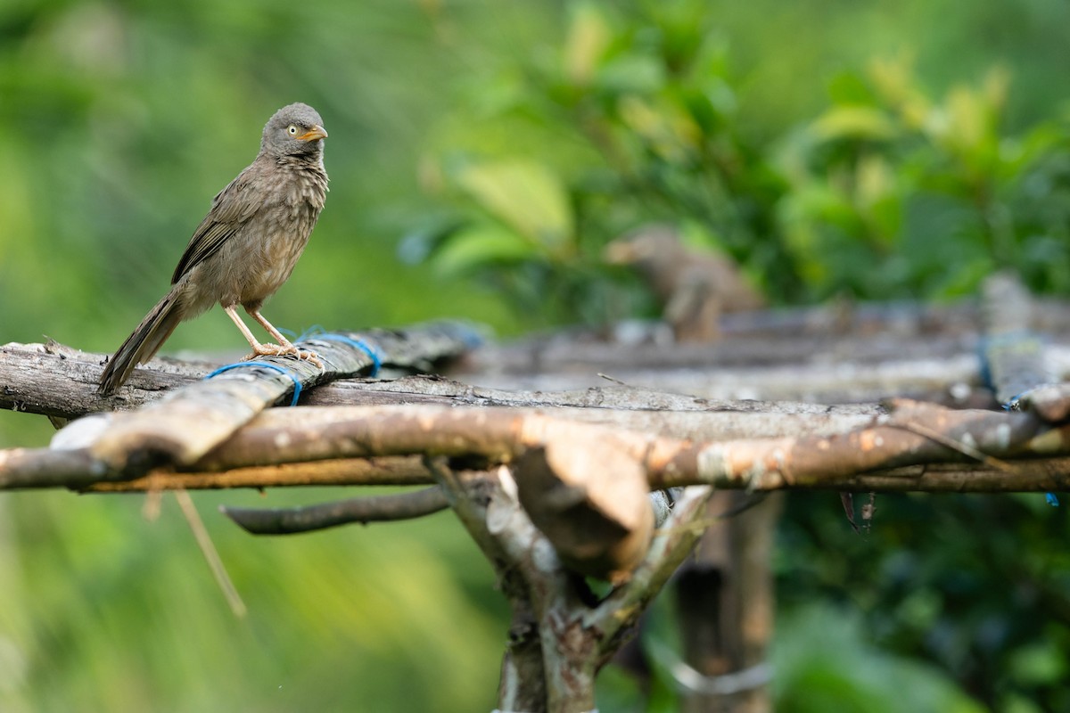 Jungle Babbler - ML619744972