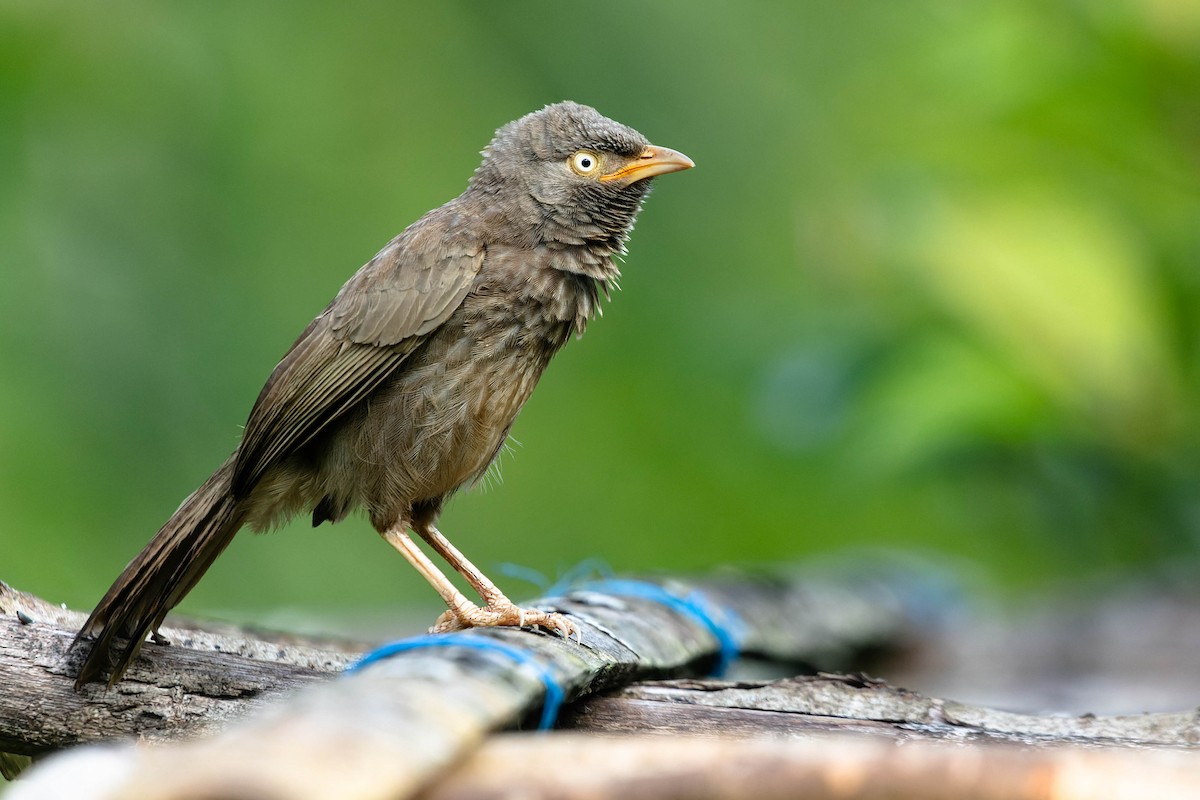 Jungle Babbler - ML619744973