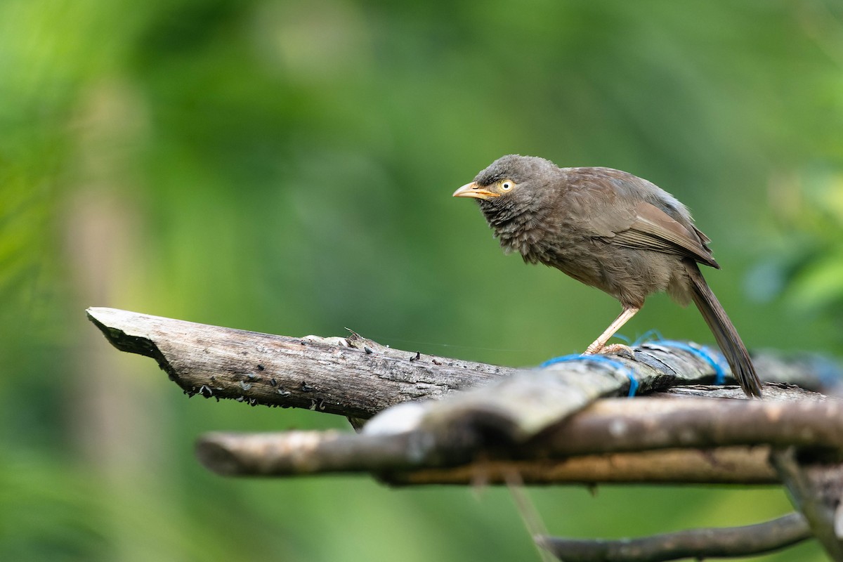 Jungle Babbler - ML619744974