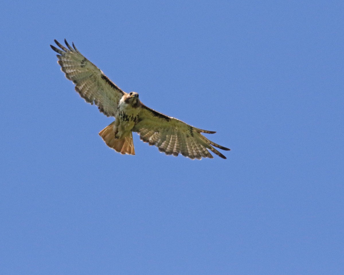 Rotschwanzbussard - ML619745052