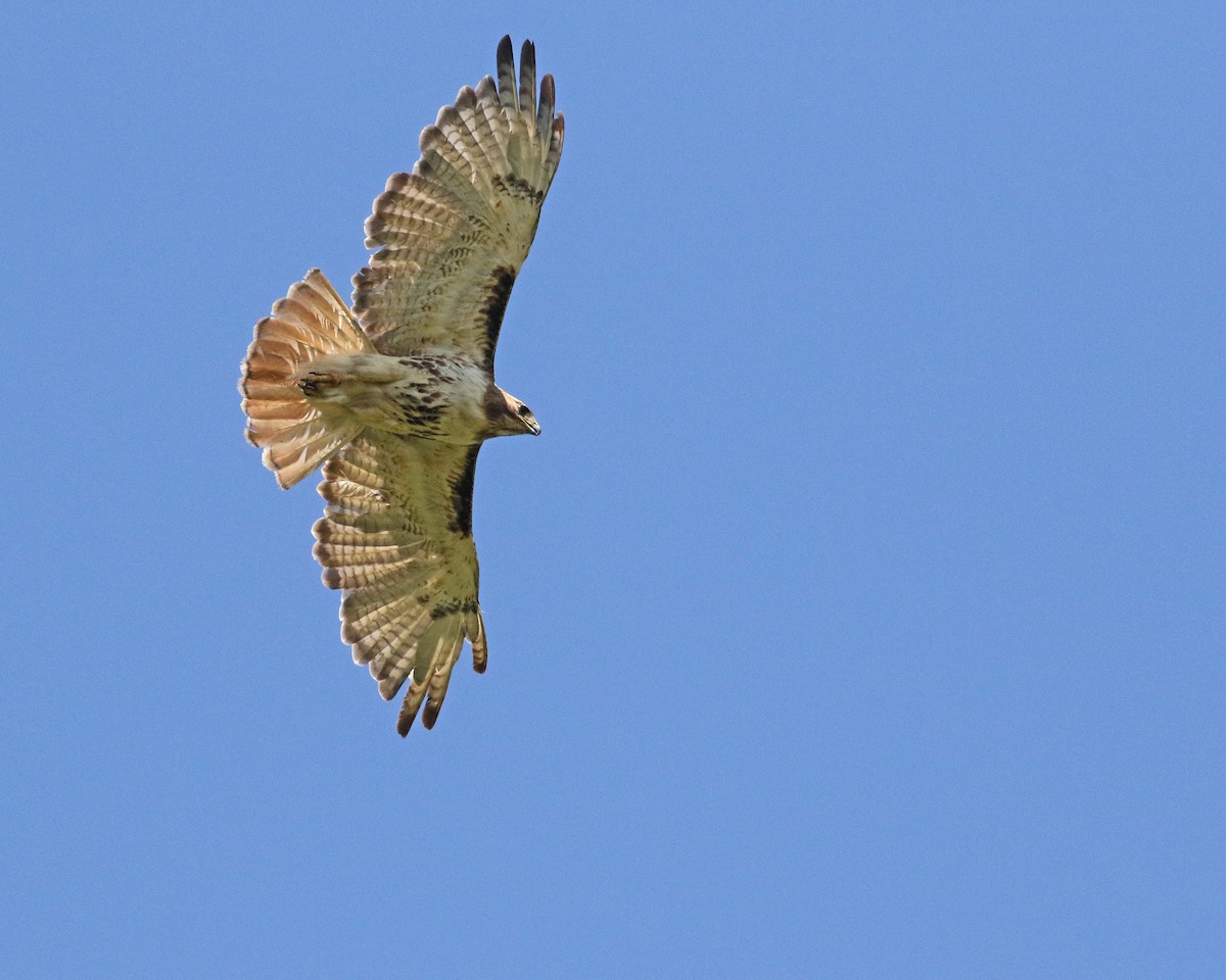 Rotschwanzbussard - ML619745056