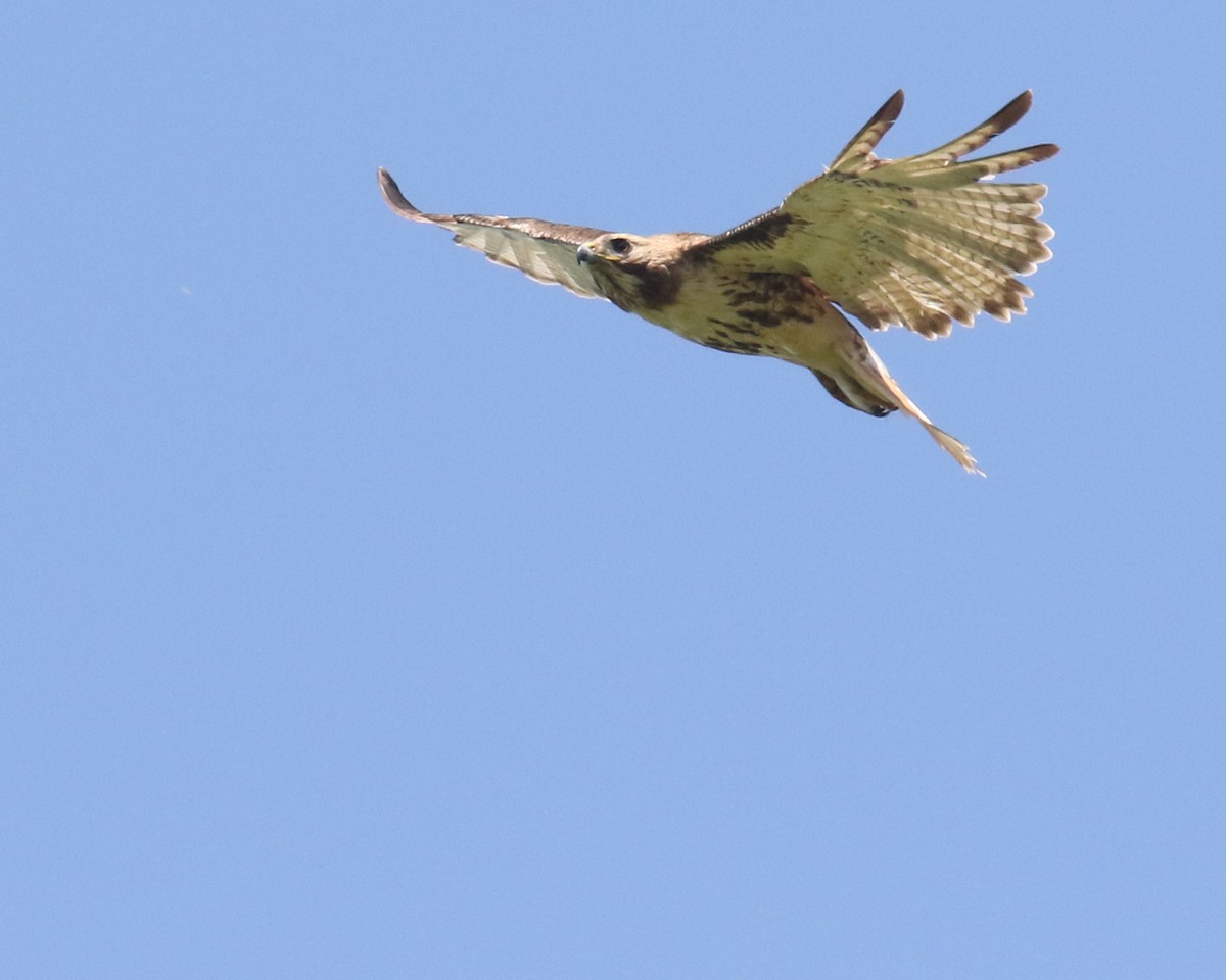 Red-tailed Hawk - ML619745058