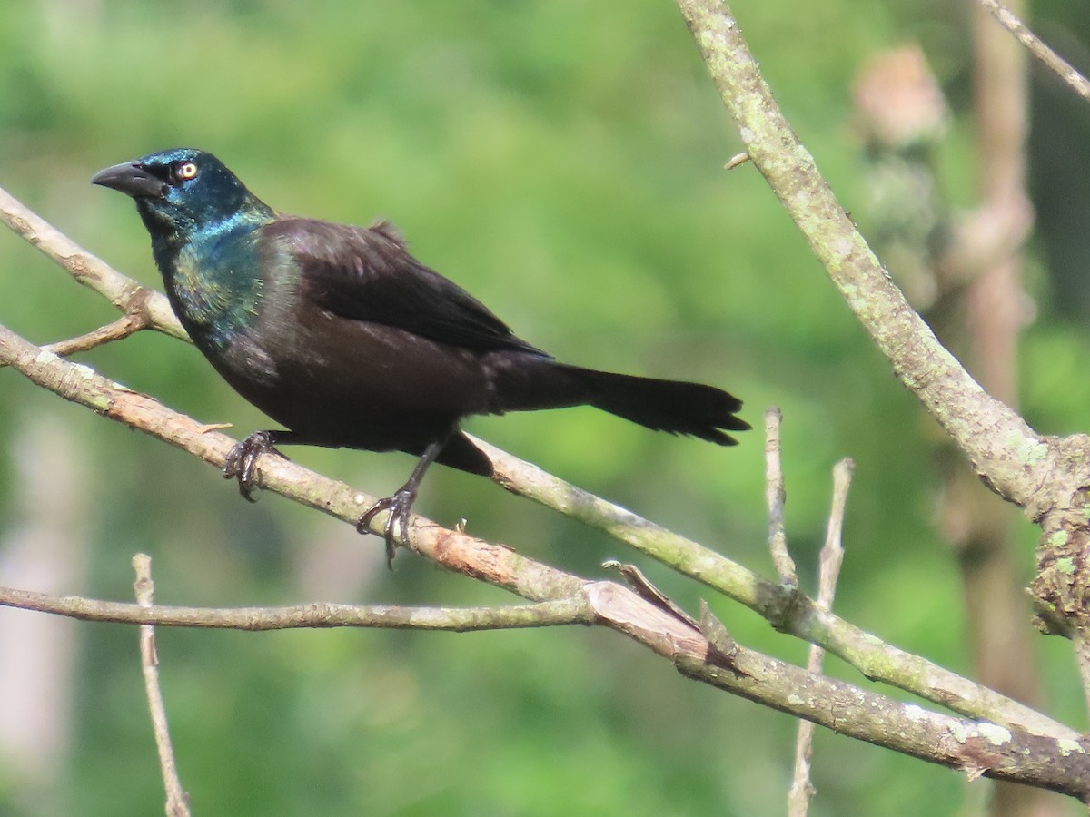 Common Grackle (Purple) - ML619745101