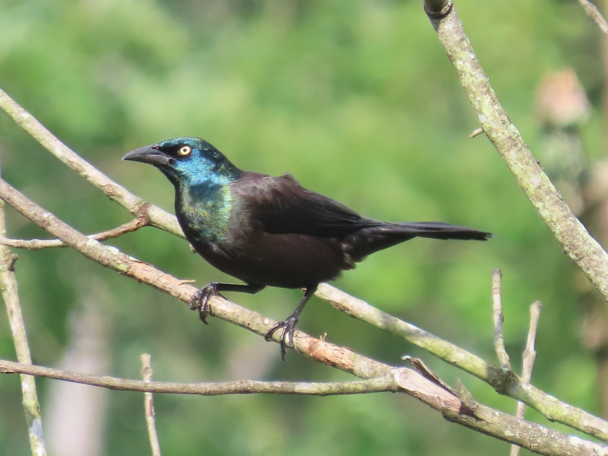 Common Grackle (Purple) - ML619745102