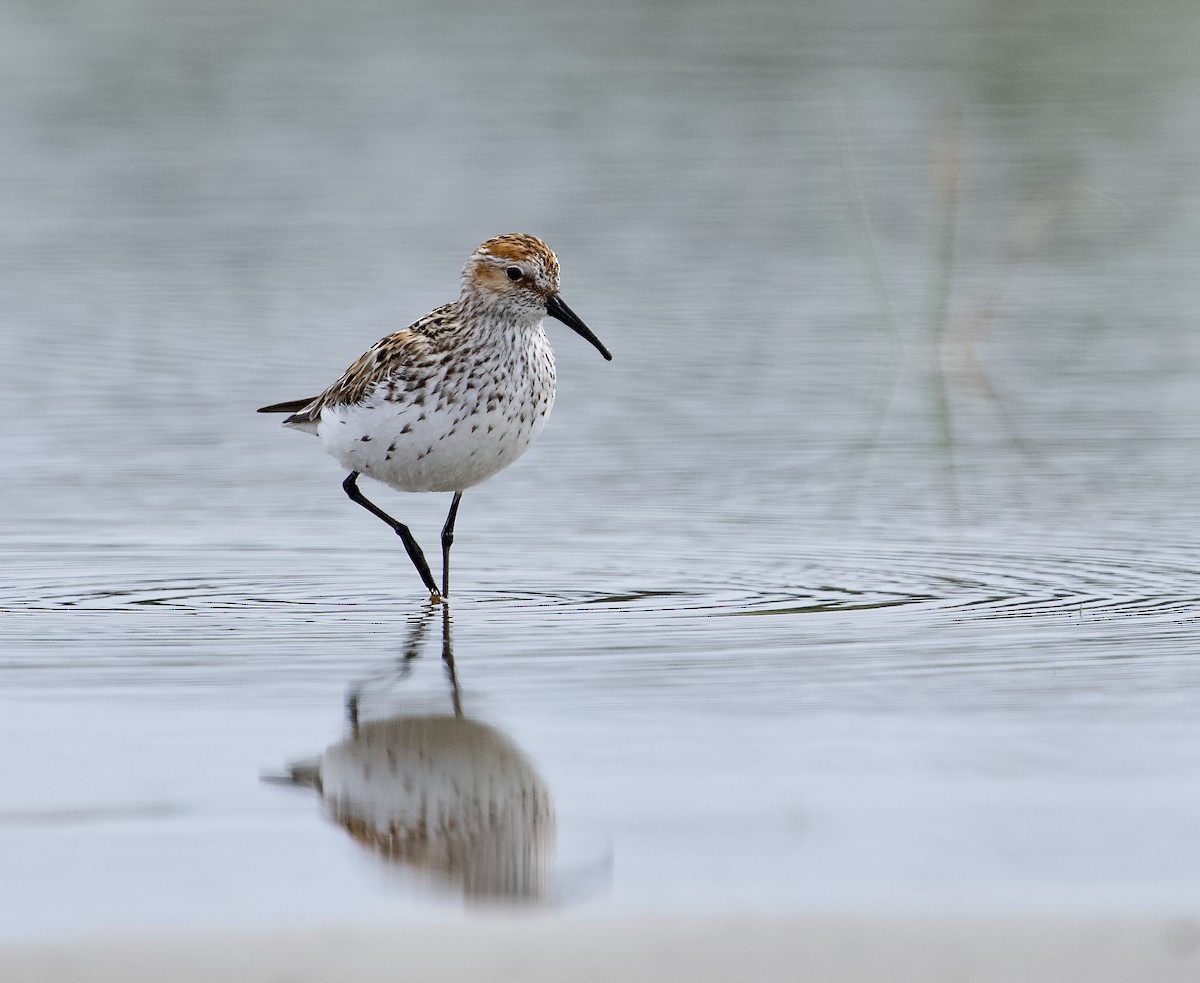 beringsnipe - ML619745121