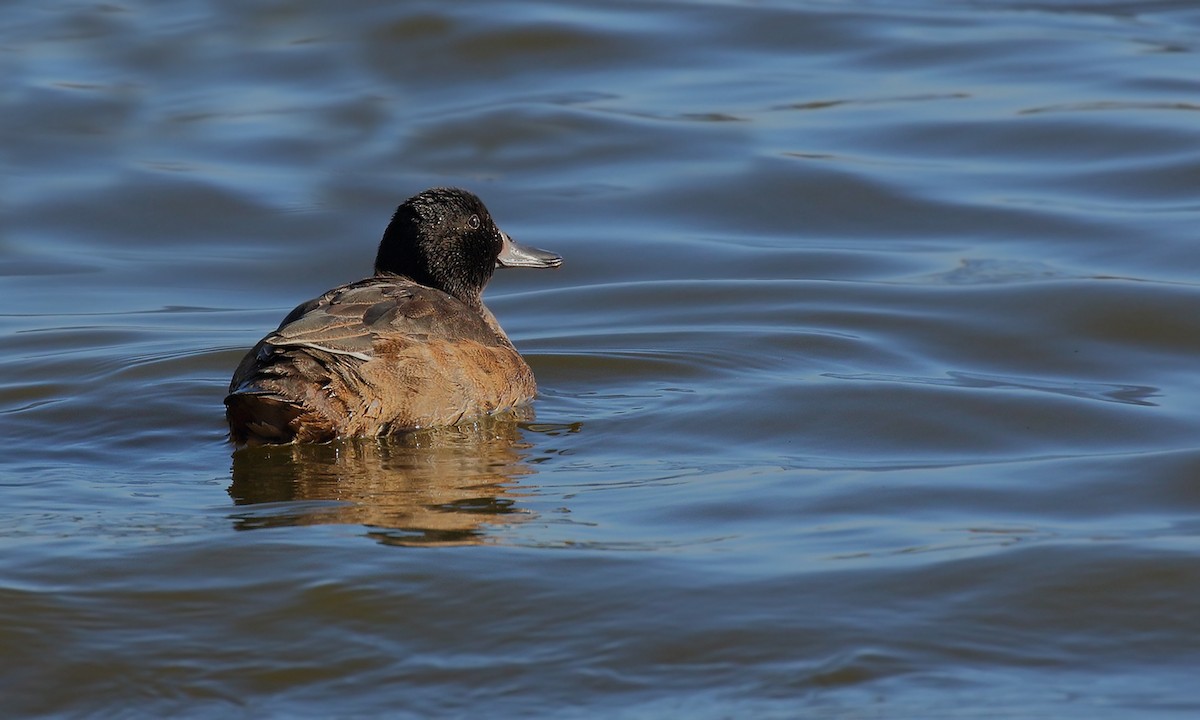 Black-headed Duck - ML619745124