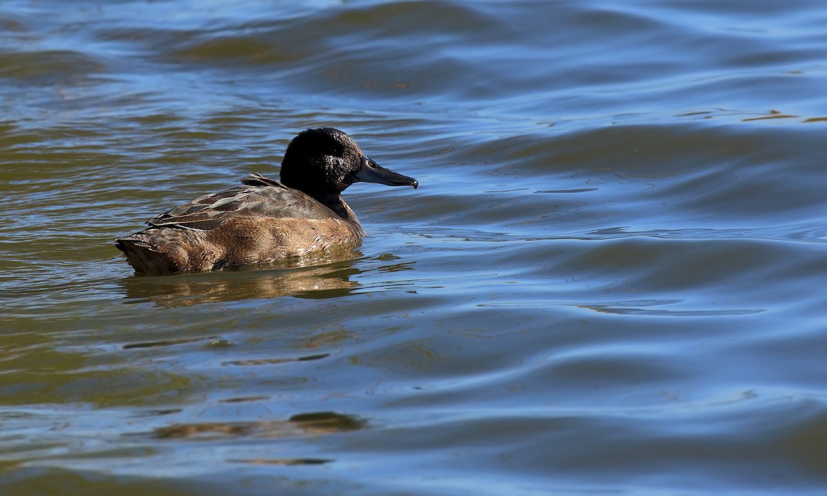 Black-headed Duck - ML619745125