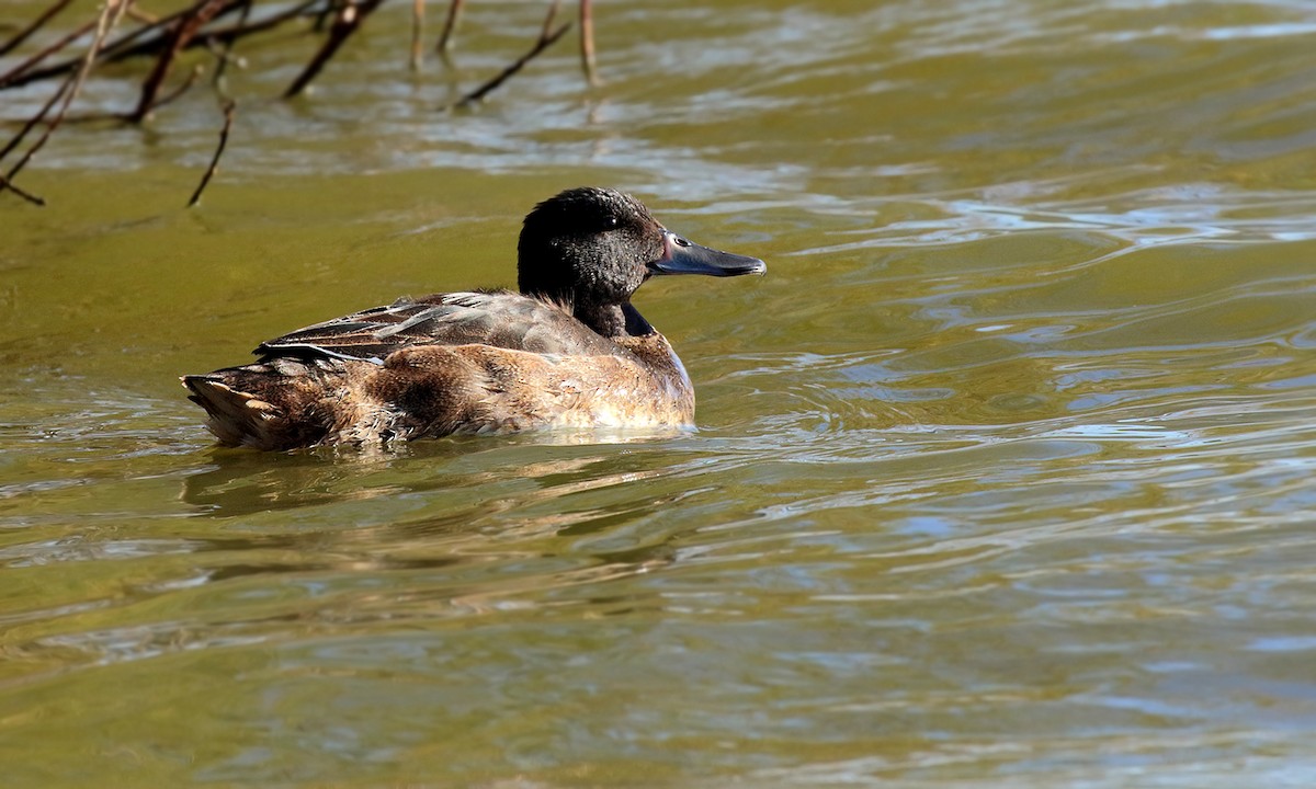 Black-headed Duck - ML619745129