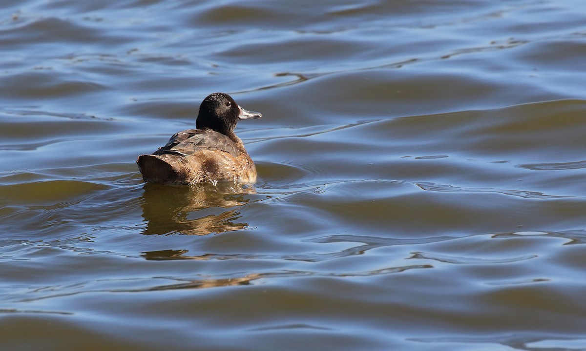 Black-headed Duck - ML619745131