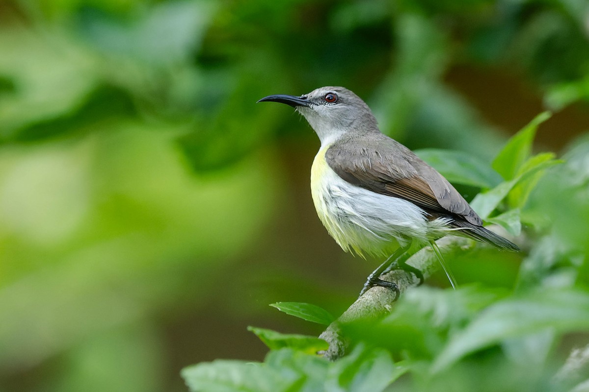 Purple-rumped Sunbird - ML619745162