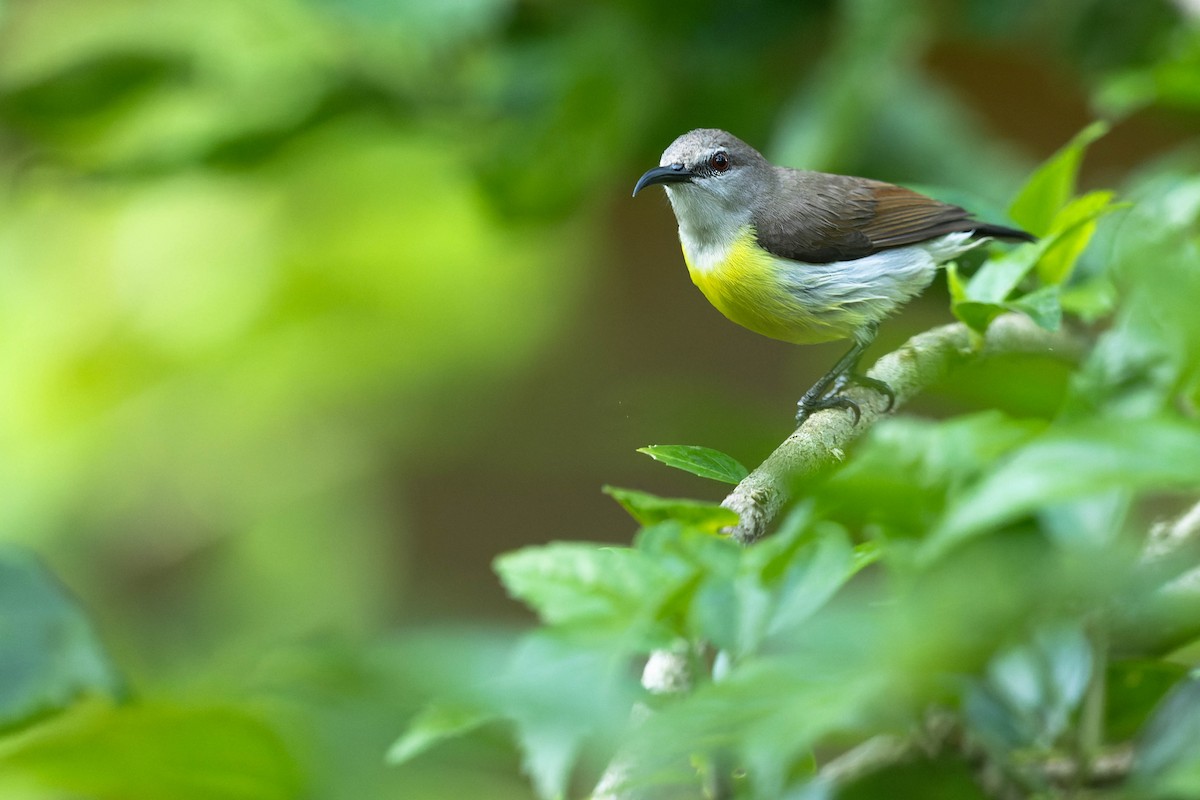 Purple-rumped Sunbird - ML619745163