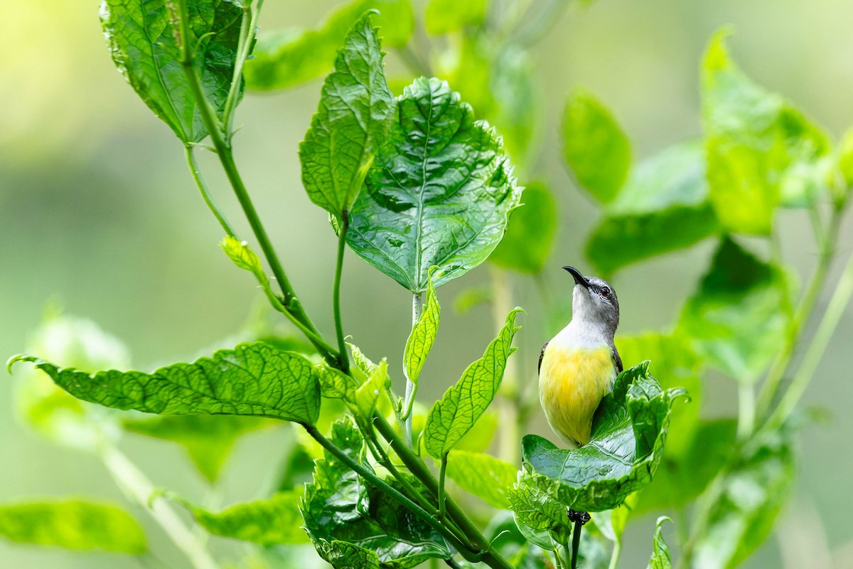 Purple-rumped Sunbird - ML619745164