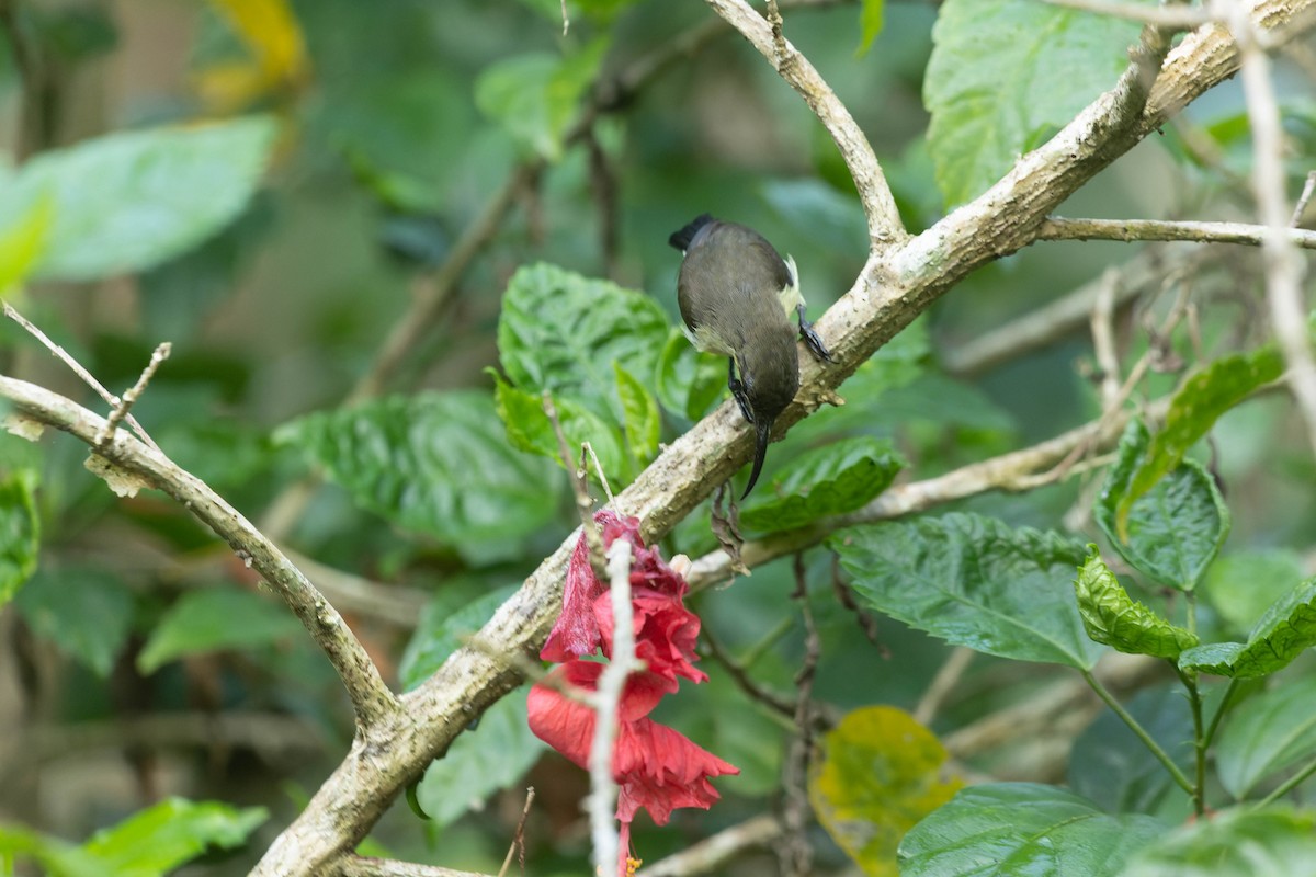 Little Spiderhunter - Zebedee Muller