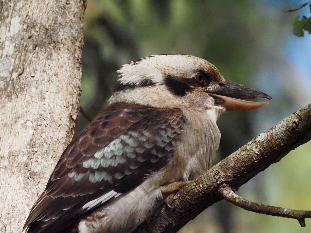 Laughing Kookaburra - ML619745185