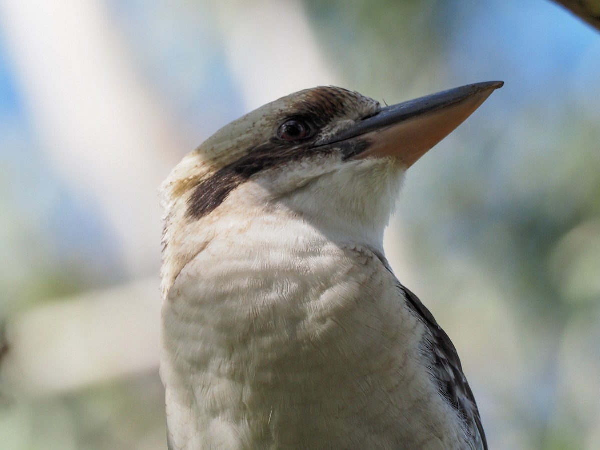 Laughing Kookaburra - ML619745189