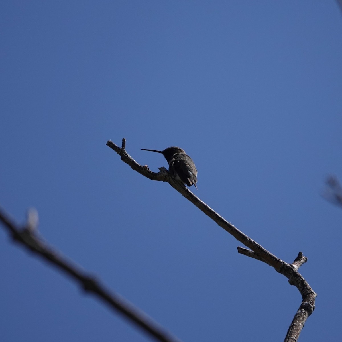 Black-chinned Hummingbird - ML619745201