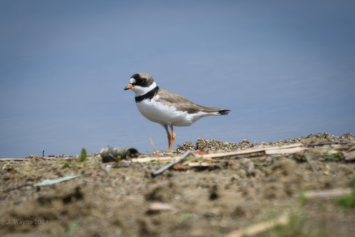 Semipalmated Plover - ML619745228