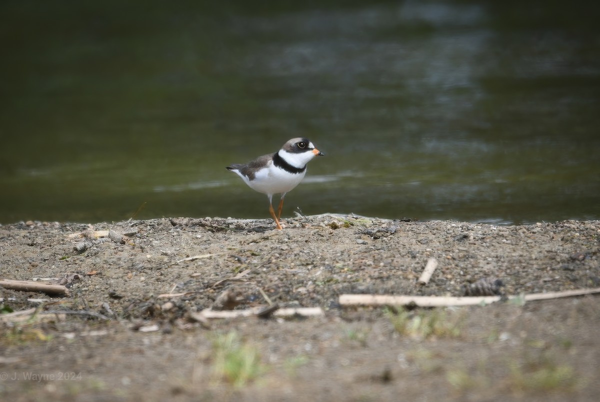 Semipalmated Plover - ML619745231