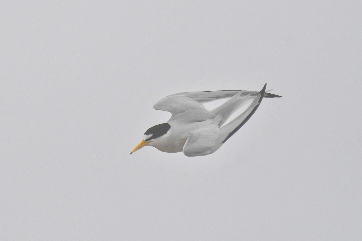 Least Tern - ML619745235