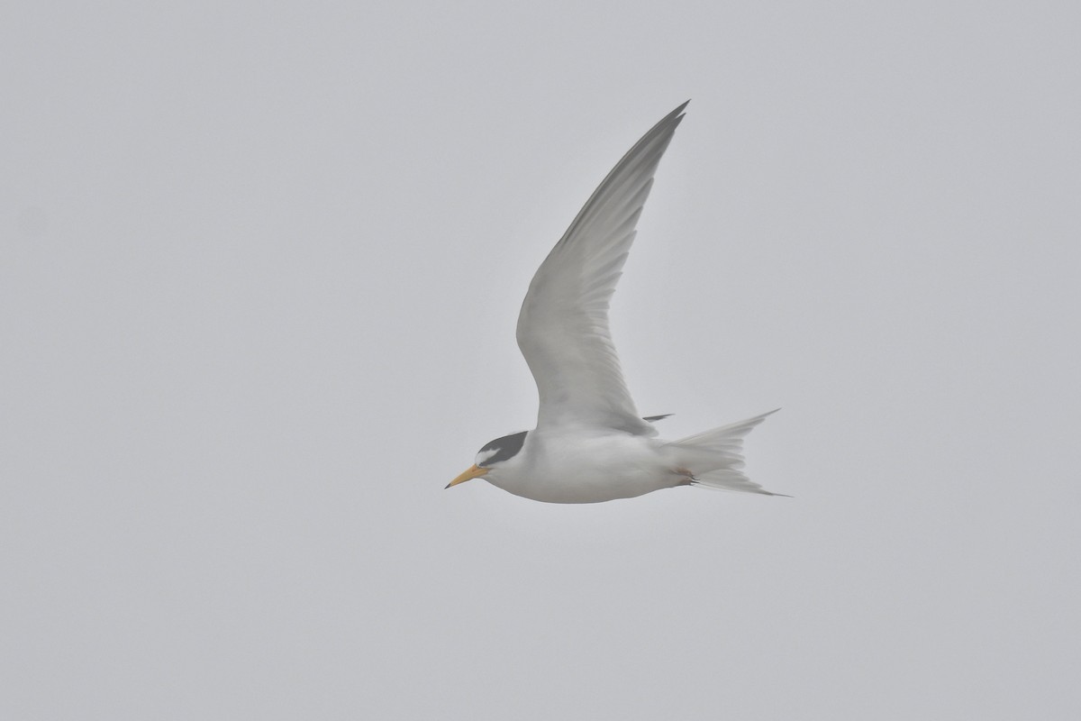 Least Tern - ML619745236