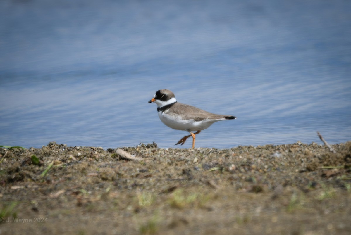 Semipalmated Plover - ML619745239