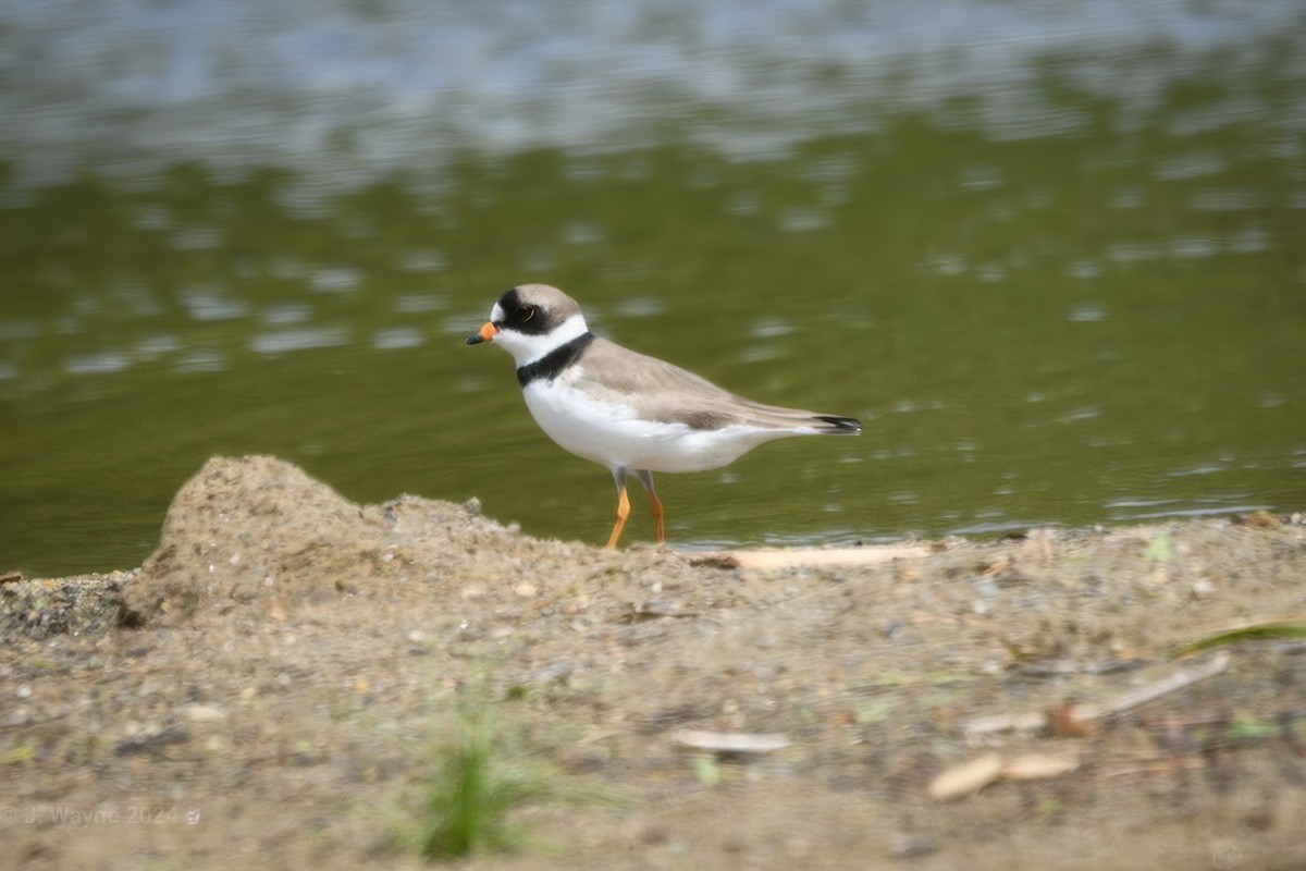 Semipalmated Plover - ML619745241
