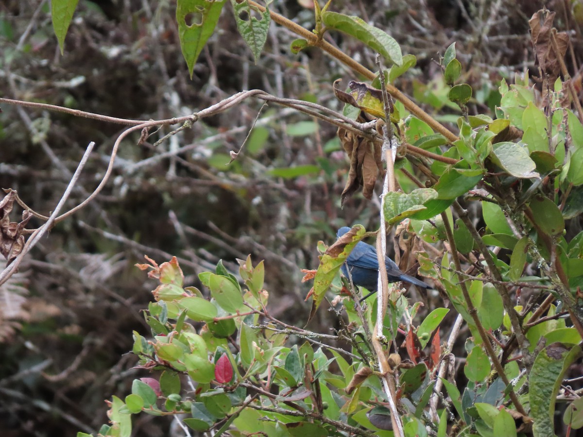 Masked Flowerpiercer - ML619745262