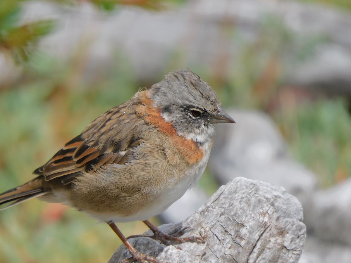 Rufous-collared Sparrow - Laura Bianchi