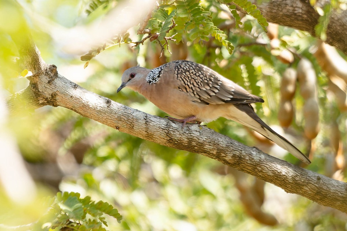 Spotted Dove - ML619745289