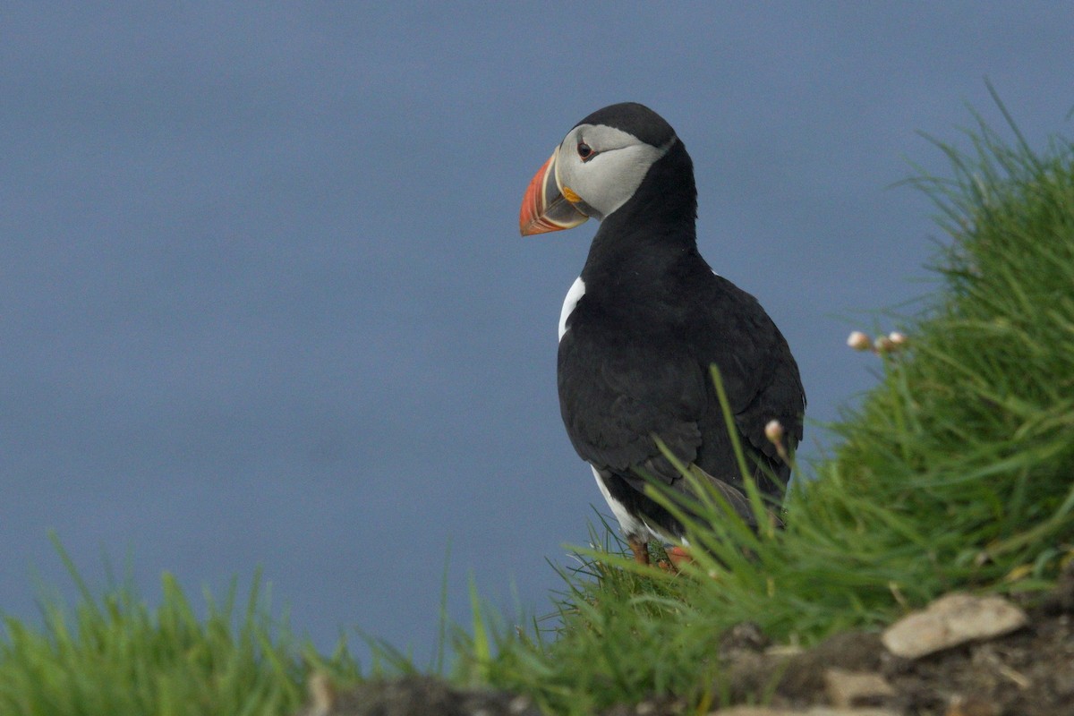 Atlantic Puffin - ML619745303