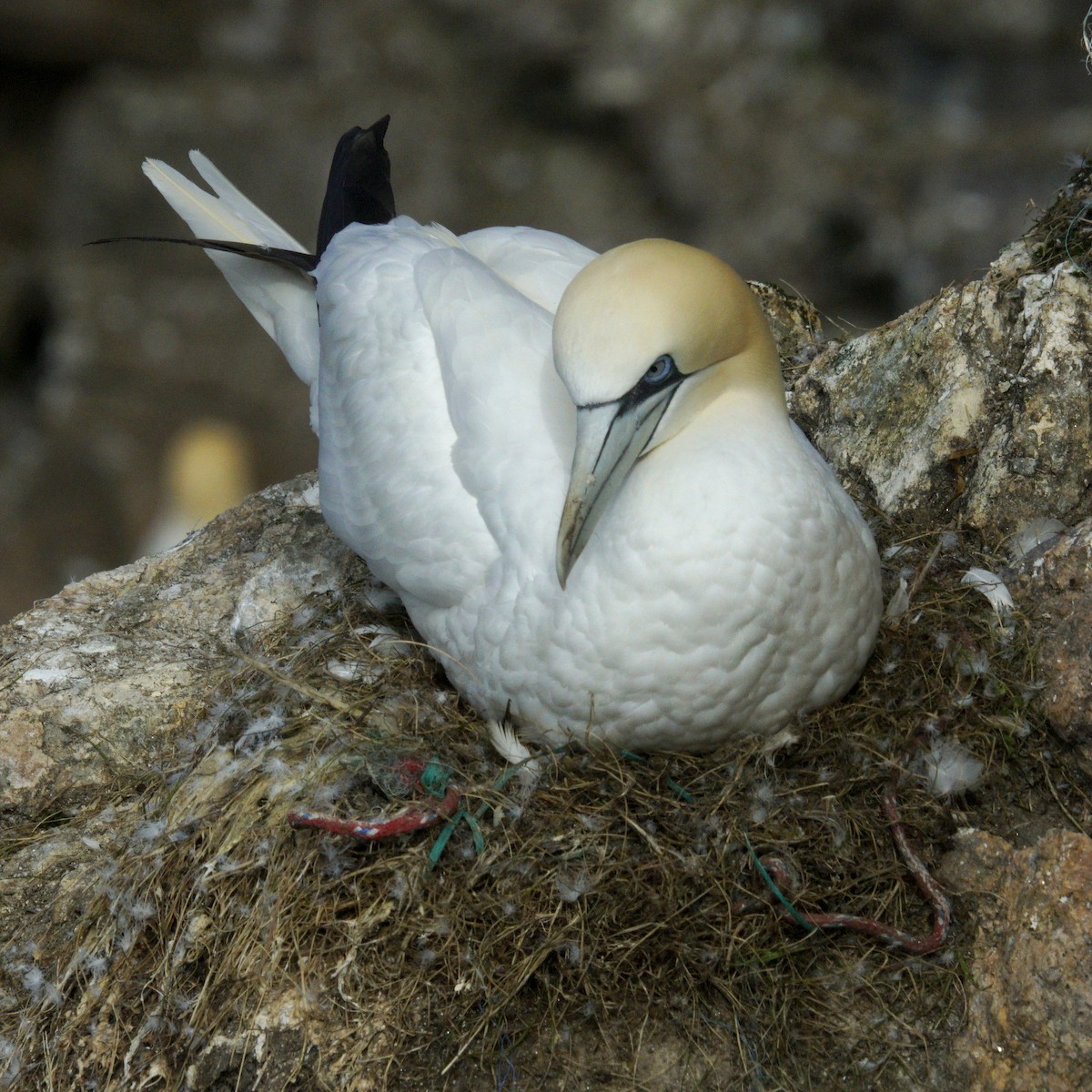 Northern Gannet - ML619745307