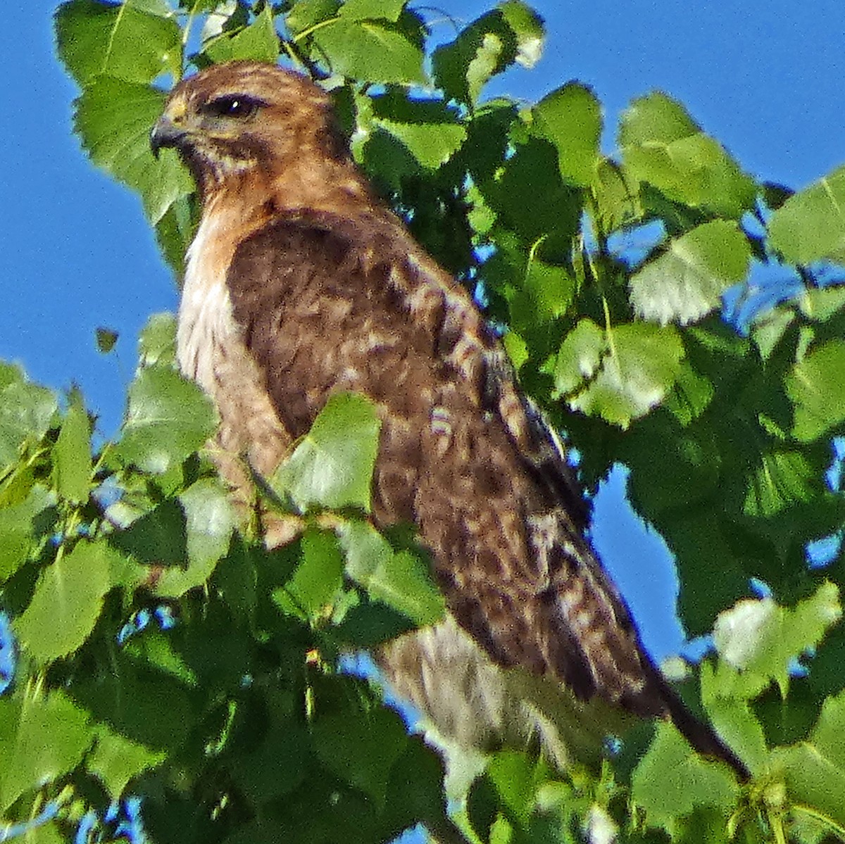Red-tailed Hawk - ML619745321