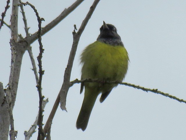 MacGillivray's Warbler - ML619745323