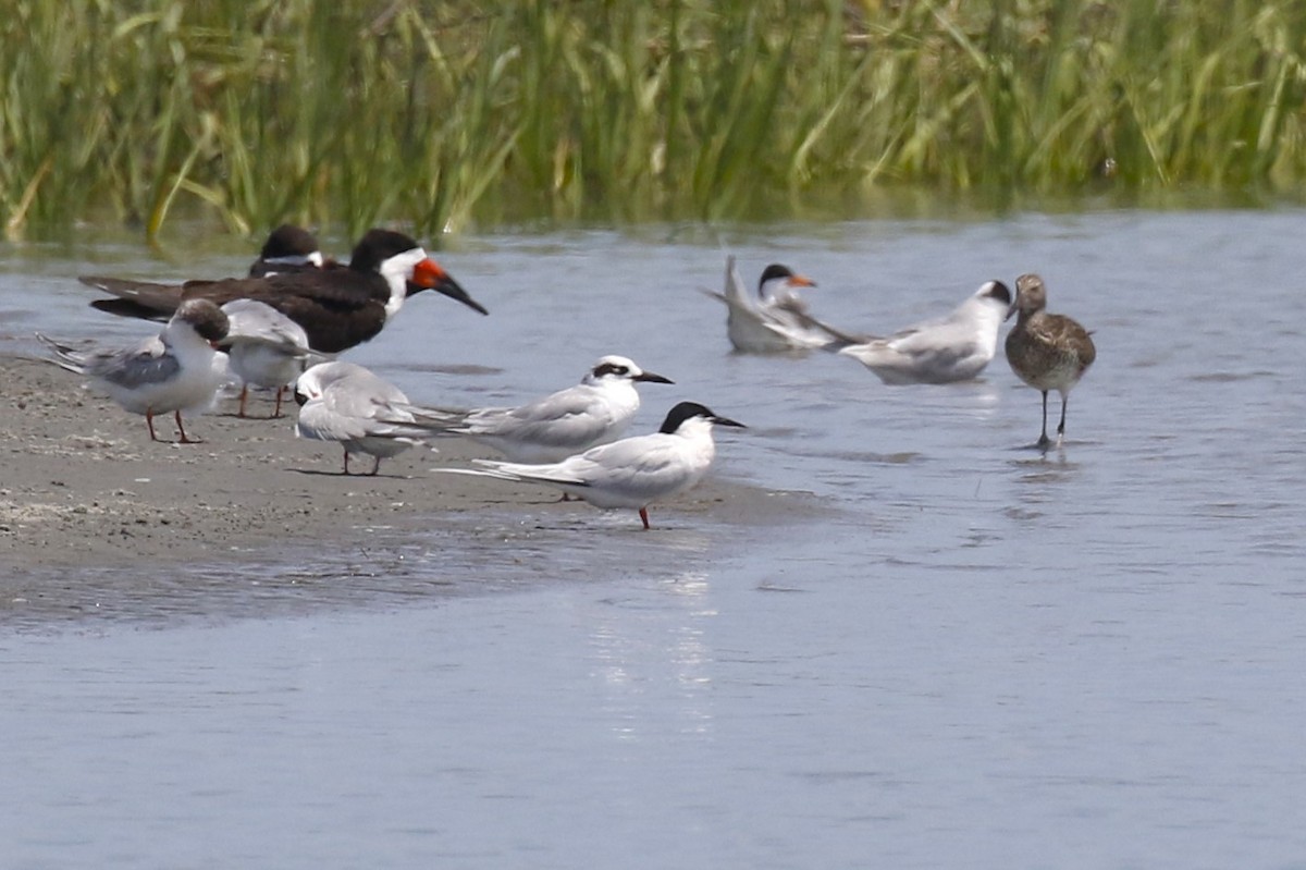 Roseate Tern - ML619745335