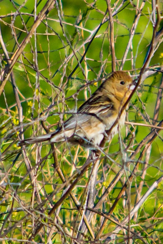 Lazuli Bunting - ML619745340