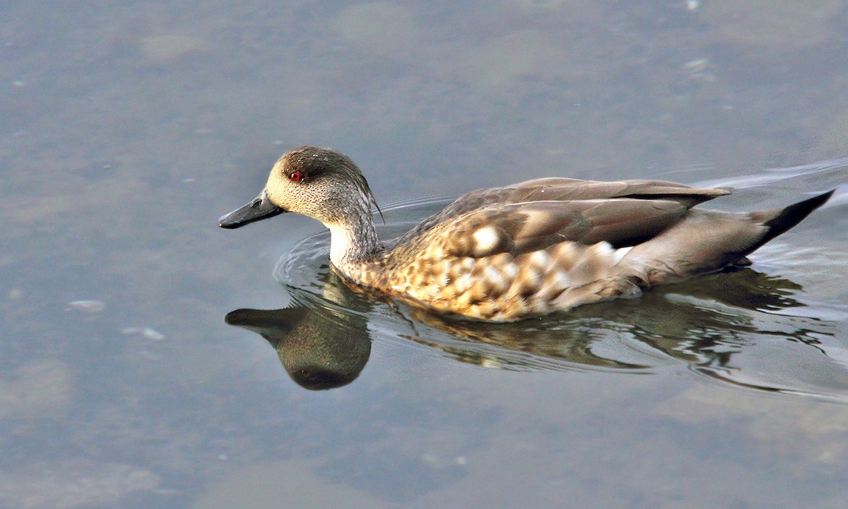 Crested Duck - ML619745343