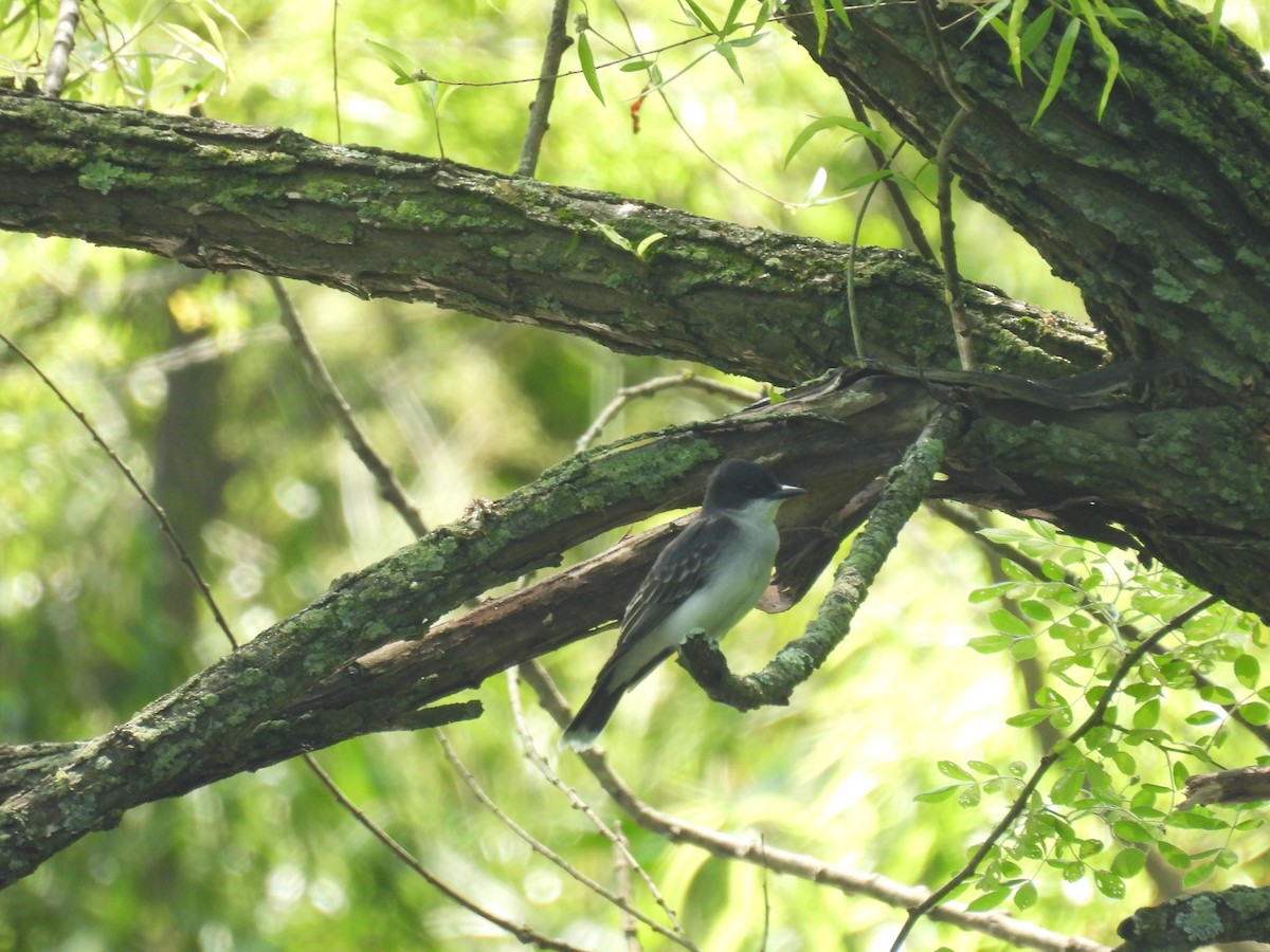 Eastern Kingbird - ML619745351