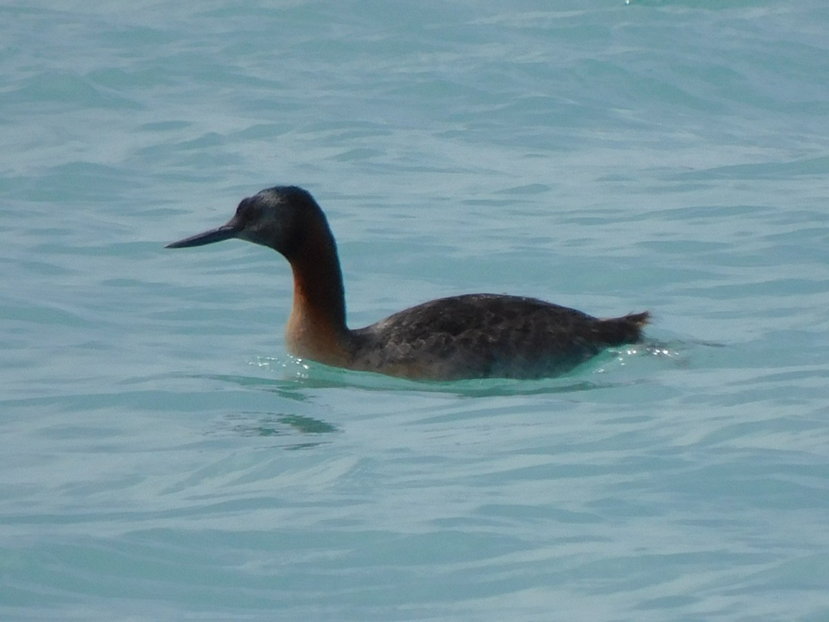 Great Grebe - ML619745356